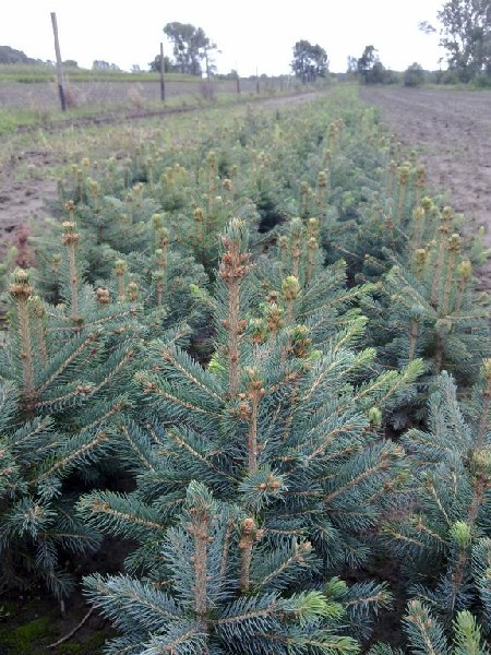 jodła kaukaska, jodla kaukaska, jodly, jodeł, sadzonki jodły kaukaskiej, abies nordmanniana, 